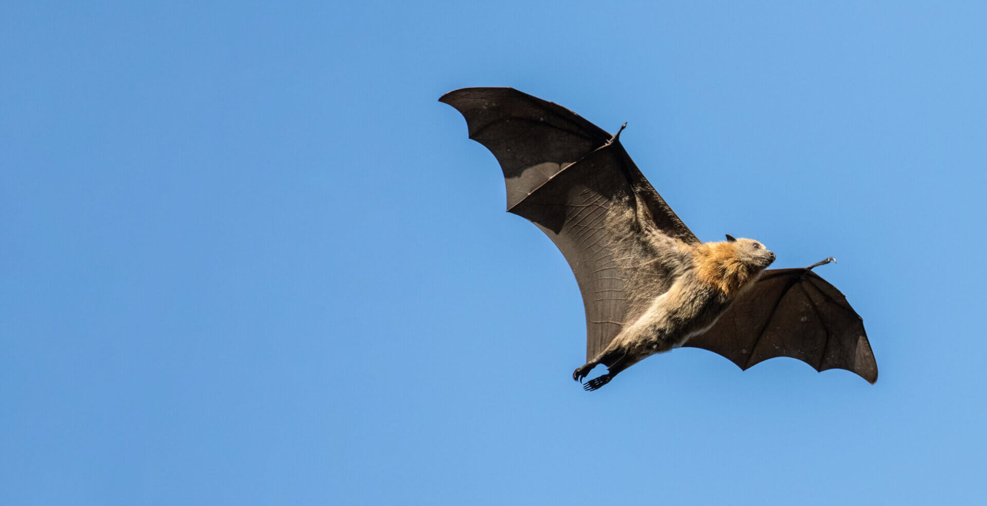 Everything You Need to Know About Bats - OPC Pest Services