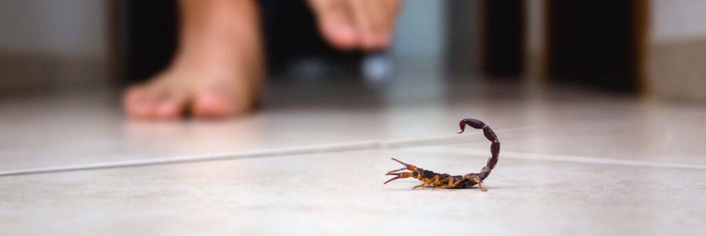 Scorpion indoors near a person. Person walking near a scorpion. Detection concept, brown or yellow scorpion, poisonous sting.