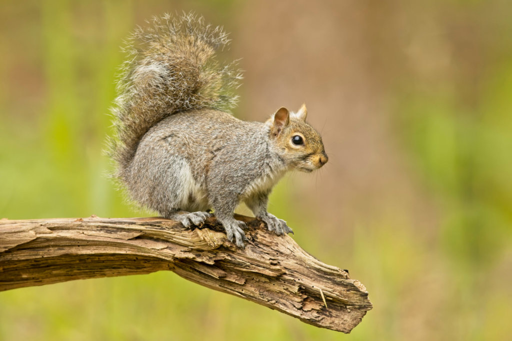 Common Squirrel Facts & Information