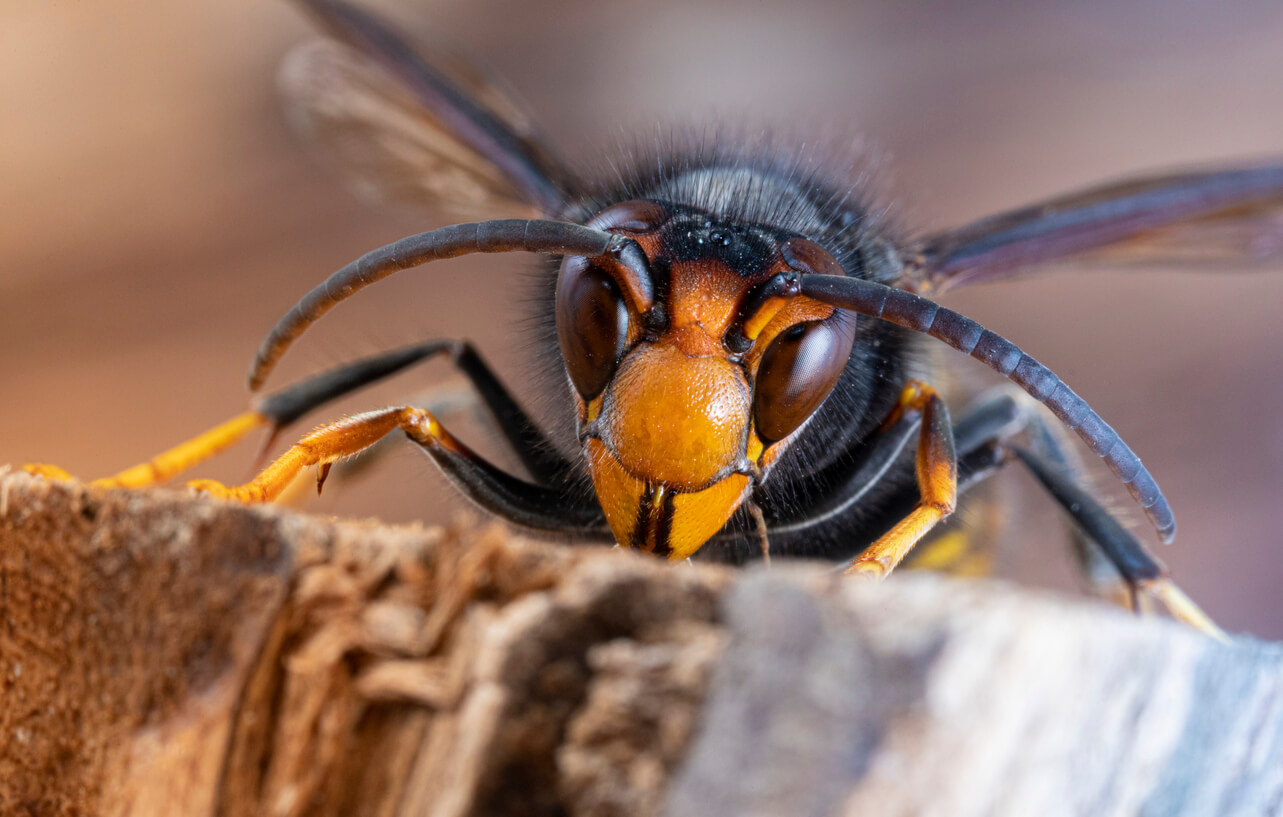 The Yellow-Legged Hornet is Close to Us! - OPC Pest Services