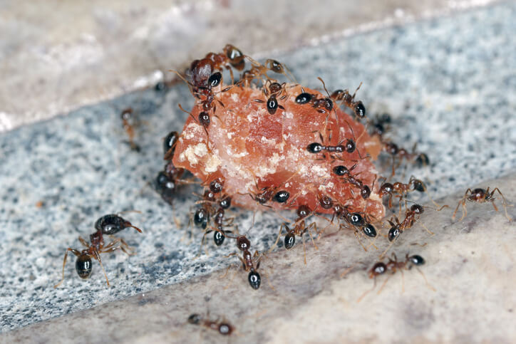 Ants - Pheidole megacepha collecting food scraps from the floor of a house. This is a dangerous pest in homes and other buildings. One of the world's 100 most destructive invasive species.