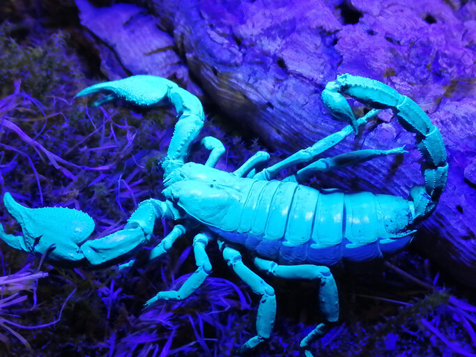 Scorpion under UV lighting