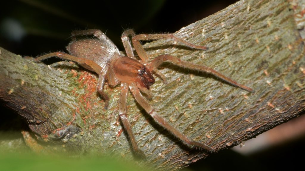 Yellow Sac Spider